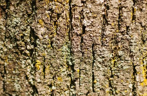 Old Wood Tree Texture Background Pattern Stock Photos