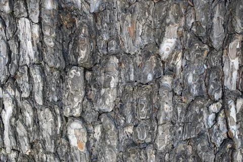 Old wood tree texture background pattern Stock Photos