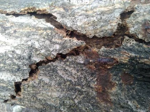 Old Wood Tree Texture Background Pattern.  Stock Photos
