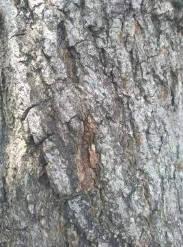 Old Wood Tree Texture Background Pattern.  Stock Photos
