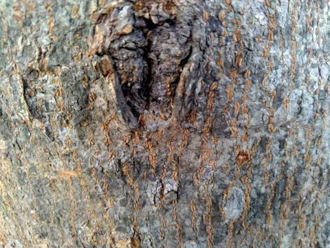 Old Wood Tree Texture Background Pattern.  Stock Photos
