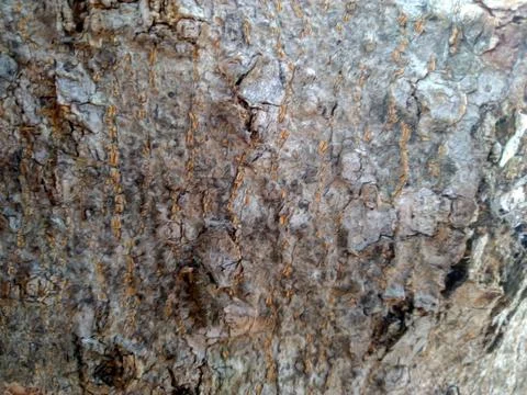 Old Wood Tree Texture Background Pattern.  Stock Photos