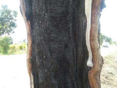 Old Wood Tree Texture Background Pattern.  Stock Photos