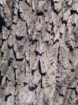 Old Wood Tree Texture Background Pattern Stock Photos