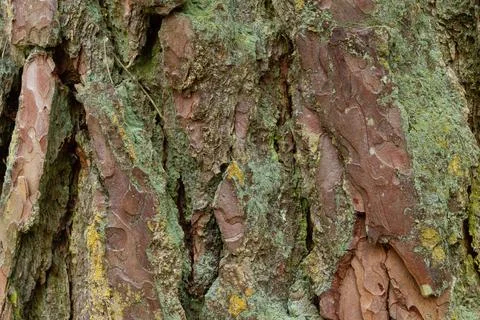 Old wood tree texture background pattern closeup Stock Photos