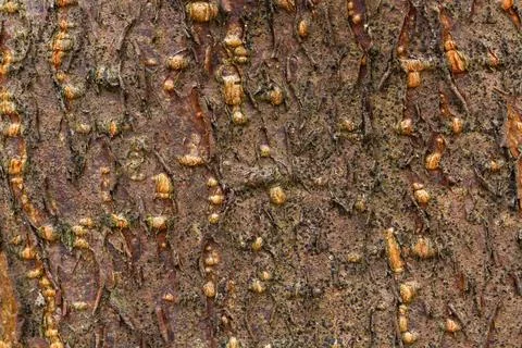 Old wood tree texture background pattern closeup Stock Photos