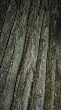 Old Wood Tree Texture Background Pattern. Horizontal photo of a tree bark Stock Photos