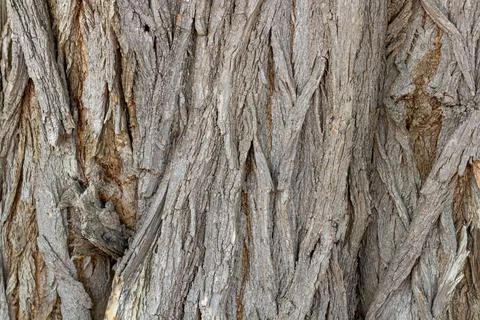 Old Wood Tree Texture Background Pattern Stock Photos