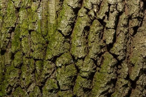Old Wood Tree Texture Background Pattern Stock Photos