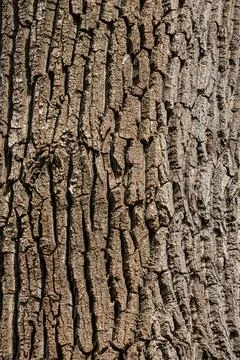 Old Wood Tree Texture Background Pattern Stock Photos