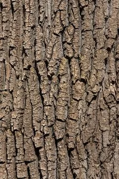 Old Wood Tree Texture Background Pattern Stock Photos
