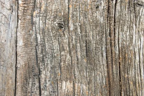 Old wood tree texture Photos
