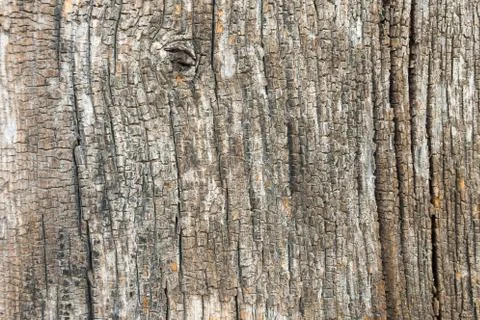 Old wood tree texture Fotos de archivo