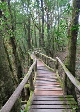 Old wood walking path  through the jungle Stock Photos