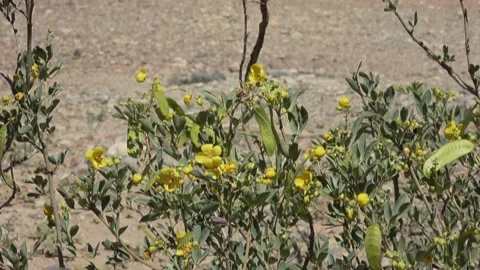 Old wood yards Aust outback4 Stock Footage 143241153