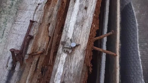 Old wooden beams infested with termites and rusty nails Stock Footage 313460550