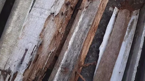 Old wooden beams infested with termites and rusty nails Stock Footage 313460564