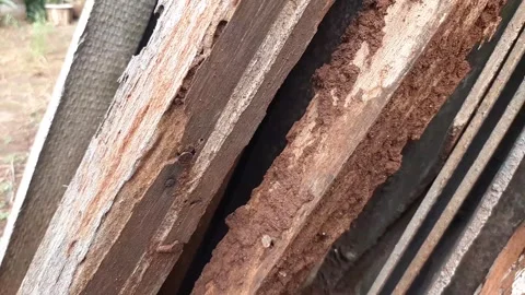 Old wooden beams infested with termites and rusty nails Stock Footage 313460568