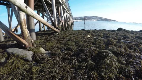 Old wooden bridge covered in old barnacles with sea shore covered in seaweed Stock Footage