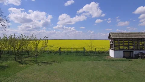 Old wooden corn storage facility and yellow canola field in the background Stock Footage 241566531