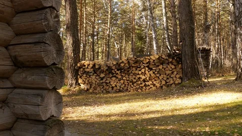 Old wooden house in a pine forest. Stock Footage 117992853