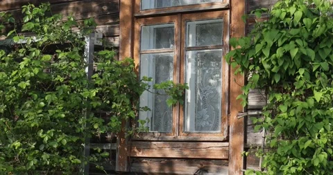 Old wooden house window winding green plant sunny day Stock Footage