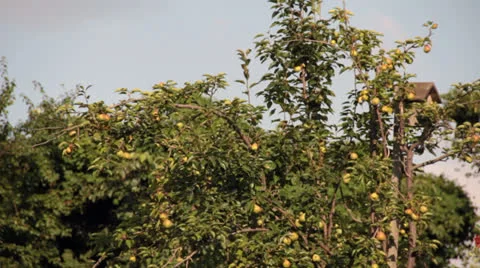 Old wooden nesting box in pear tree garden Stock Footage 22772067