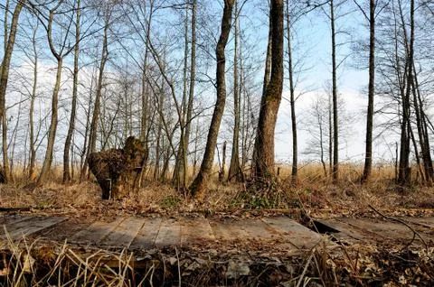 Old wooden path through a spring bog Stock Photos
