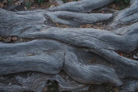 Old wooden root Stock Photos