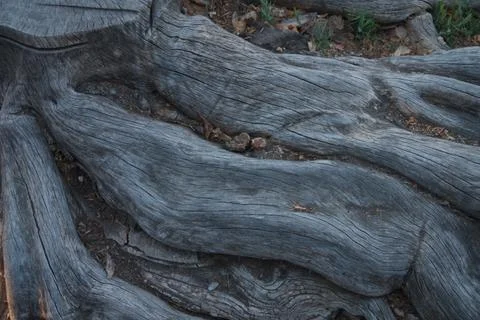 Old wooden root Stock Photos