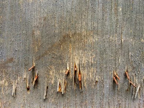 Old wooden surface background with rusty nails Stock Photos