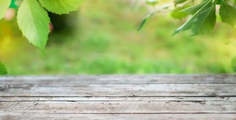 An old wooden surface in nature with a blurred green background. Stock Photos