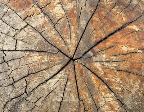 Old wooden surface Stock Photos