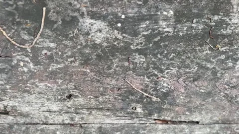 Old wooden table surface with visible cracks Stock Footage 313475919