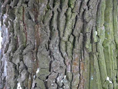 Old wooden texture for background in rustic style. Free space for text. Bark  Stock Photos