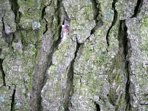 Old wooden texture for background in rustic style. Free space for text. Bark  Stock Photos