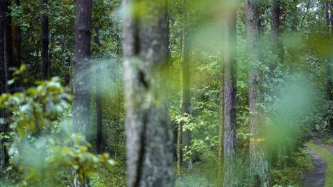 Old woods behind the leafs Video stock 94356279