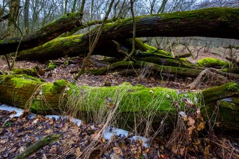 Old woods in deep forest Stock Photos