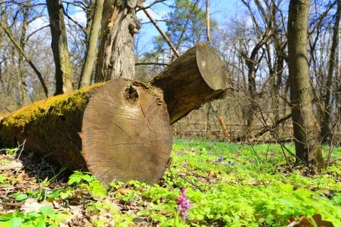 Old woods in spring forest Stock Photos