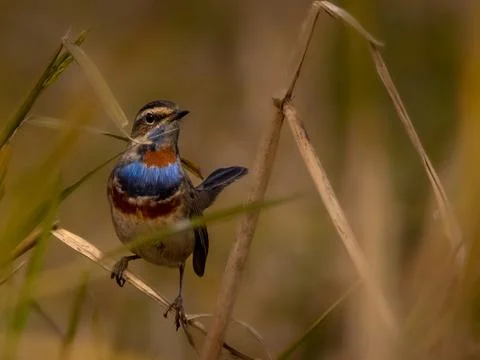 Old World flycatcher 스톡 사진