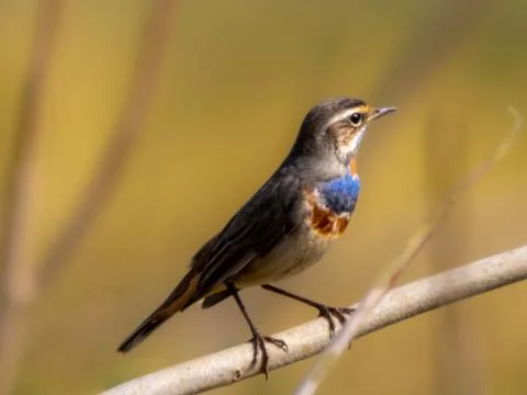 Old World flycatcher 스톡 사진