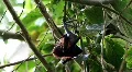 Old World Fruit Bat hanging in tree sunny day HD Footage