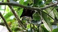 Old World Fruit Bat hanging in tree sunny day HD Footage