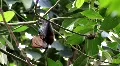 Old World Fruit Bat hanging in tree sunny day HD Footage
