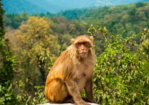 Old world monkey Rhesus macaque in himalayas mountain of Badrinath Foto stock