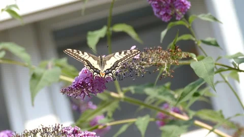 Old World or common yellow swallowtail (Papilio machaon) moving around on lilac Stock Footage 314638272