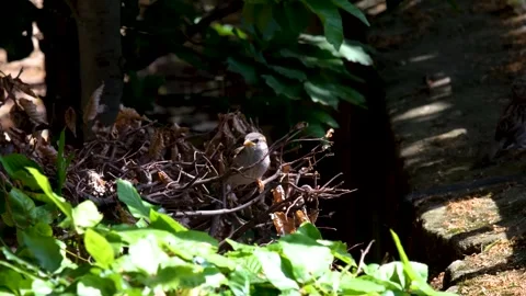 Old World Sparrow Perched in Sunlit Branches Stock Footage 314889713