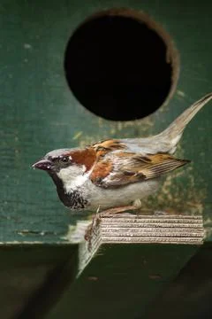 Old World sparrow Stock Photos