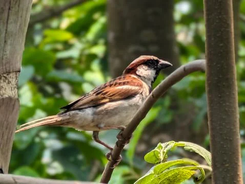 Old World sparrows Stock Photos