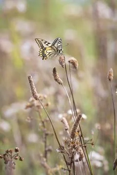 Old World swallowtail also common yellow swallowtail butterfly, Papilio mac.. Stock Photos